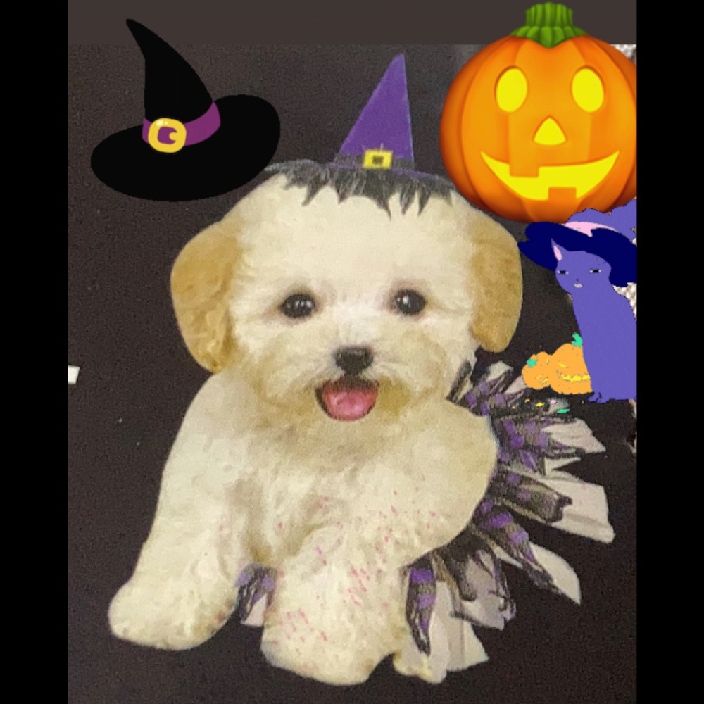 Instant Pet Witch Costume dog new, hat and tutu